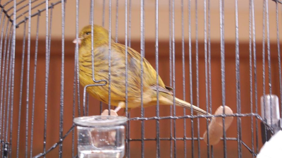 Canary Basics